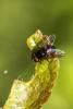 Phasia barbifrons